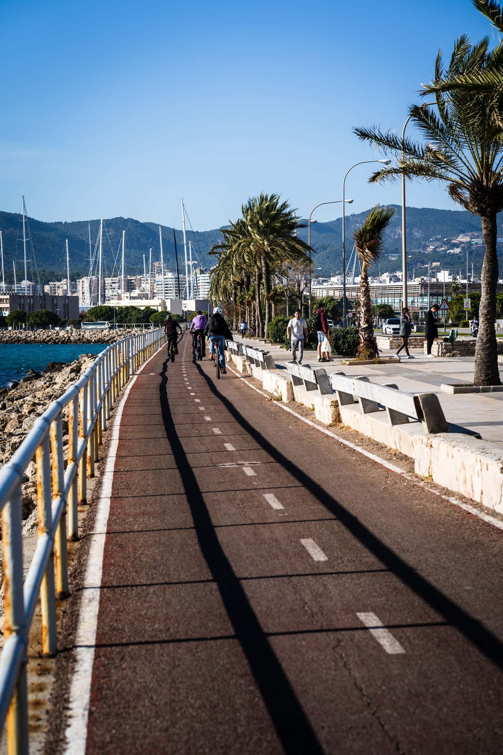 Cyclists on a seaside bike lane lined with palms