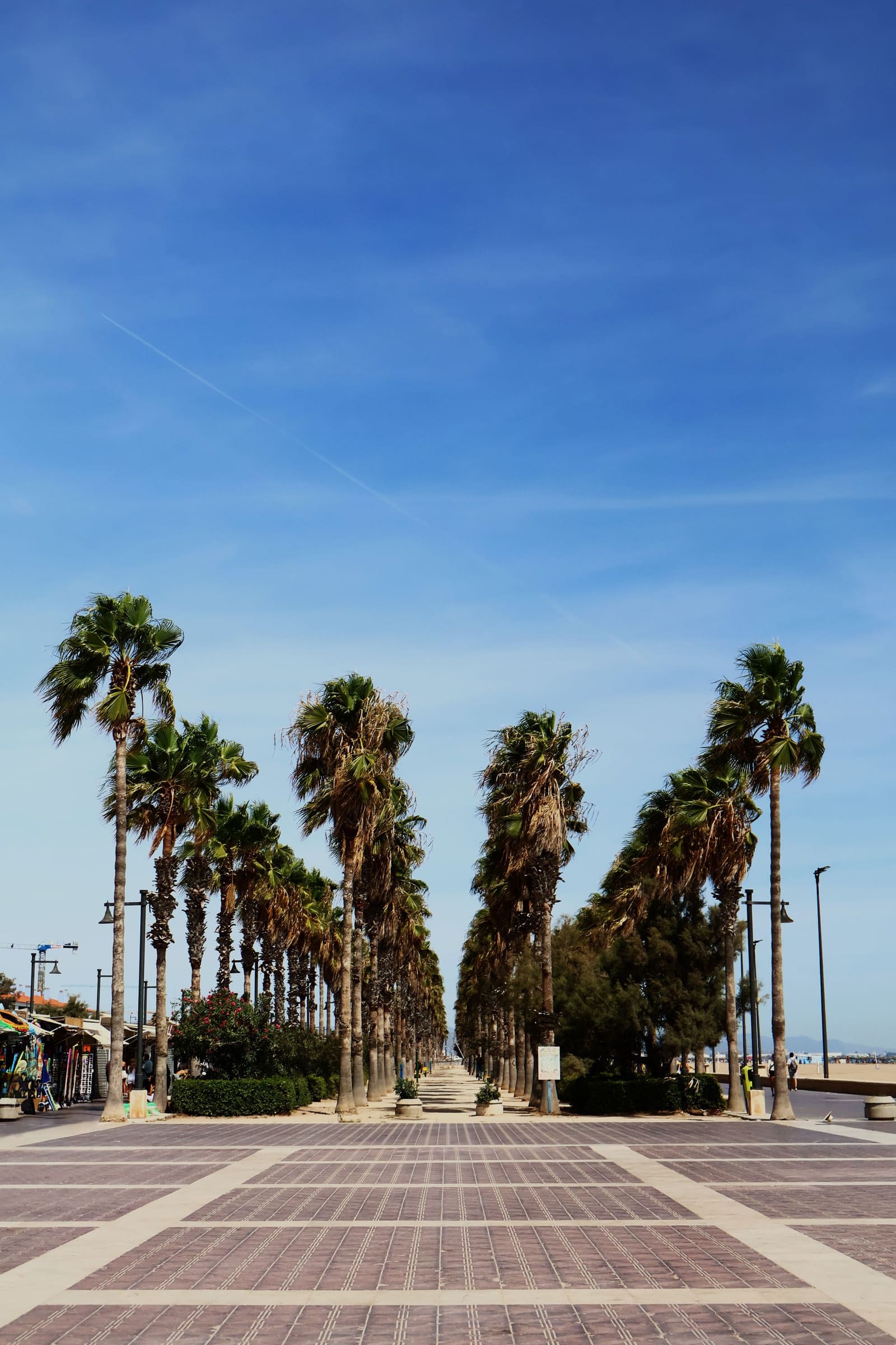 Sunny Valencia promenade lined with palm trees